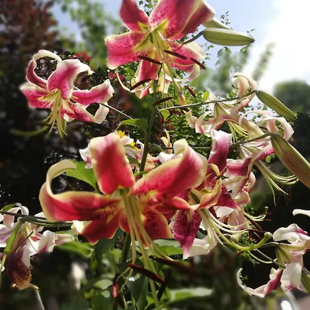 Ξενοδοχείο Lela