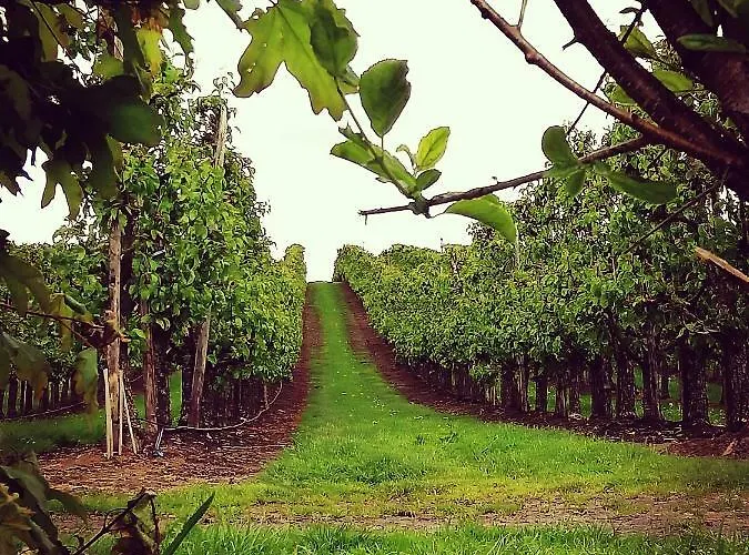 Lela ファルケンブルフ